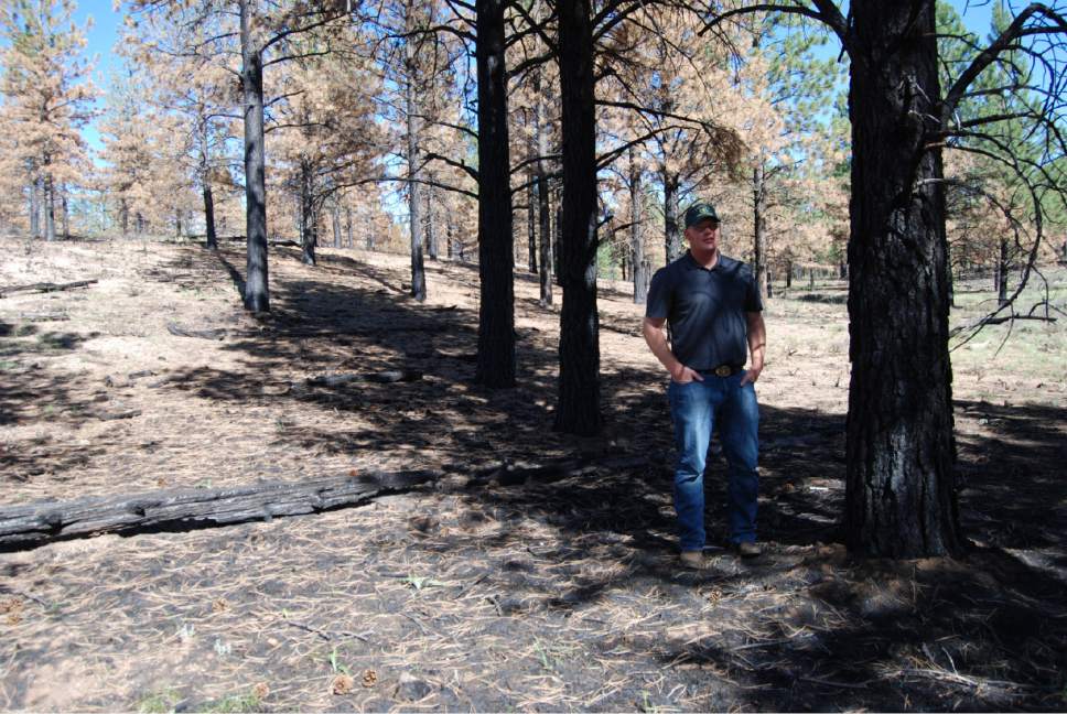 Brian Maffly  |  The Salt Lake Tribune


Powell District Ranger Paul Hancock of the Dixie National Forest inspects the results of a prescribed burn conducted in 2015 at Dave's Hollow near Ruby's Inn. The results of 2,500-acre operation were ideal, removing floor debris and low branches while leaving mature trees, but heavy smoke angered Garfield County officials.