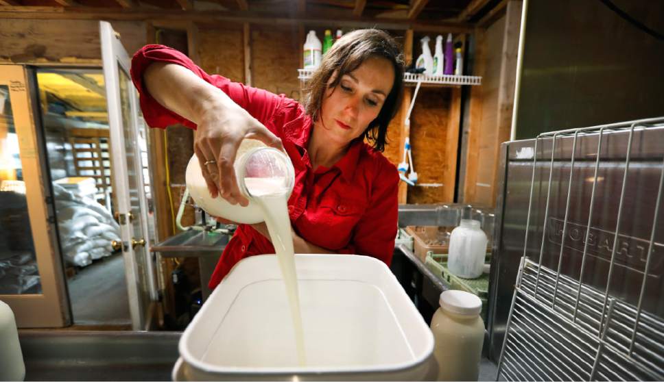 In this March 24, 2017 photo, Rachel Moser pours raw milk into a container on her Be Whole Again Farm in Excelsior Springs, Mo. It is illegal to sell raw milk for human consumption in Delaware, Hawaii, Iowa, Louisiana, Montana, Nevada, New Jersey and Rhode Island but local food groups, organic farming advocates and libertarians opposing government regulation are fighting to change that. They have succeeded at legalizing raw milk sales in some form in 42 states and wont rest until all states allow it. (AP Photo/Charlie Neibergall)
