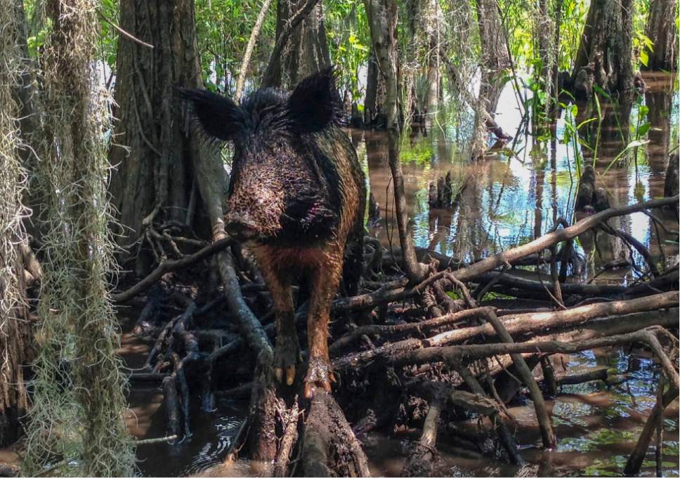 Feral hog slaughterhouse takes off in New Orleans The Salt Lake Tribune