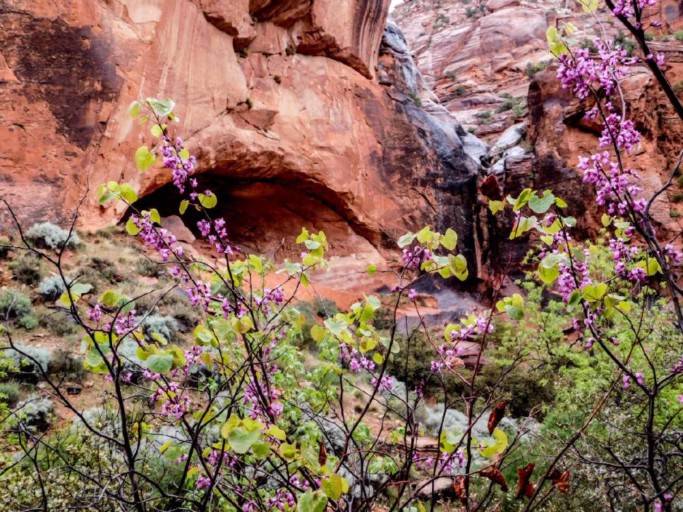 Erin Alberty  |  The Salt Lake Tribune

A redbud frames an alcove April 3, 2017 along the Red Reef Trail in Red Cliffs Desert Reserve, north of Harrisburg.