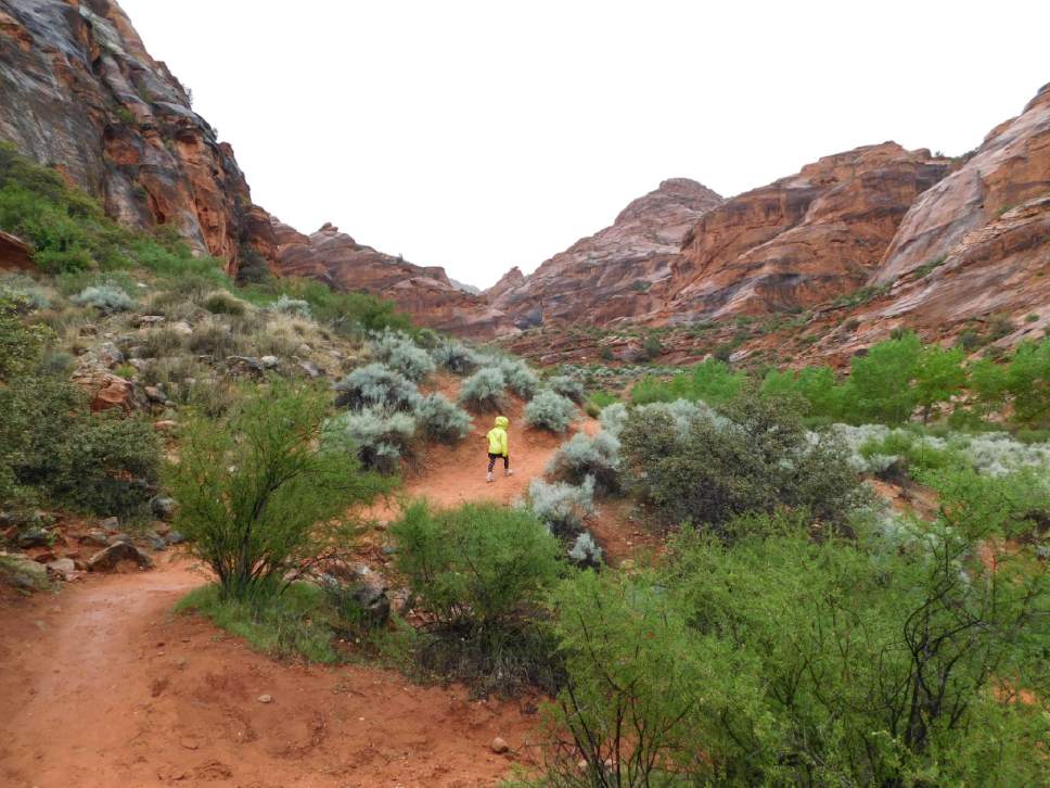 Erin Alberty  |  The Salt Lake Tribune

A young hiker walks through the rain April 3, 2017 on the Red Reef Trail in Red Cliffs Desert Reserve, north of Harrisburg.