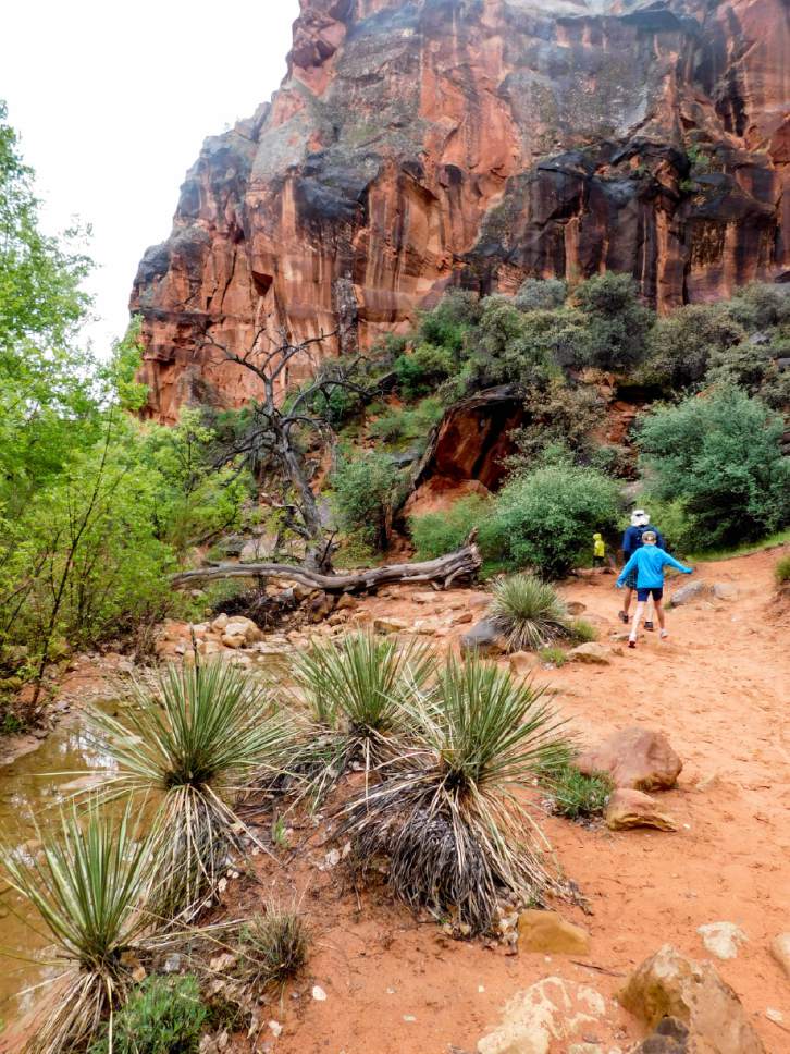 Erin Alberty  |  The Salt Lake Tribune

Hikers dodge prickly yucca plants April 3, 2017 along the Red Reef Trail in Red Cliffs Desert Reserve, north of Harrisburg.