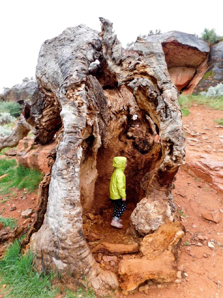 Erin Alberty  |  The Salt Lake Tribune

A young hiker stands in a rotting tree trunk April 3, 2017 along the Red Reef Trail in Red Cliffs Desert Reserve, north of Harrisburg.