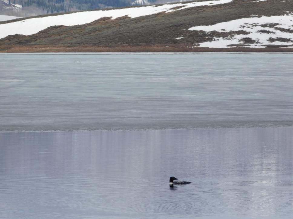 Erin Alberty  |  The Salt Lake Tribune

A loon fishes near melting ice April 18, 2017 near the Ladders Day Use Area at Strawberry Reservoir.