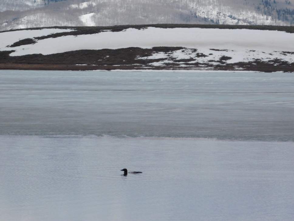 Erin Alberty  |  The Salt Lake Tribune

A loon fishes near melting ice April 18, 2017 near the Ladders Day Use Area at Strawberry Reservoir.