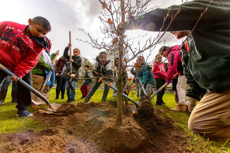 Trent Nelson  |  The Salt Lake Tribune
Parkview Elementary students and Salt Lake City foresters celebrate Arbor Day by planting trees on Friday. Second graders worked with the city's urban forestry crew at Jordan Park.
