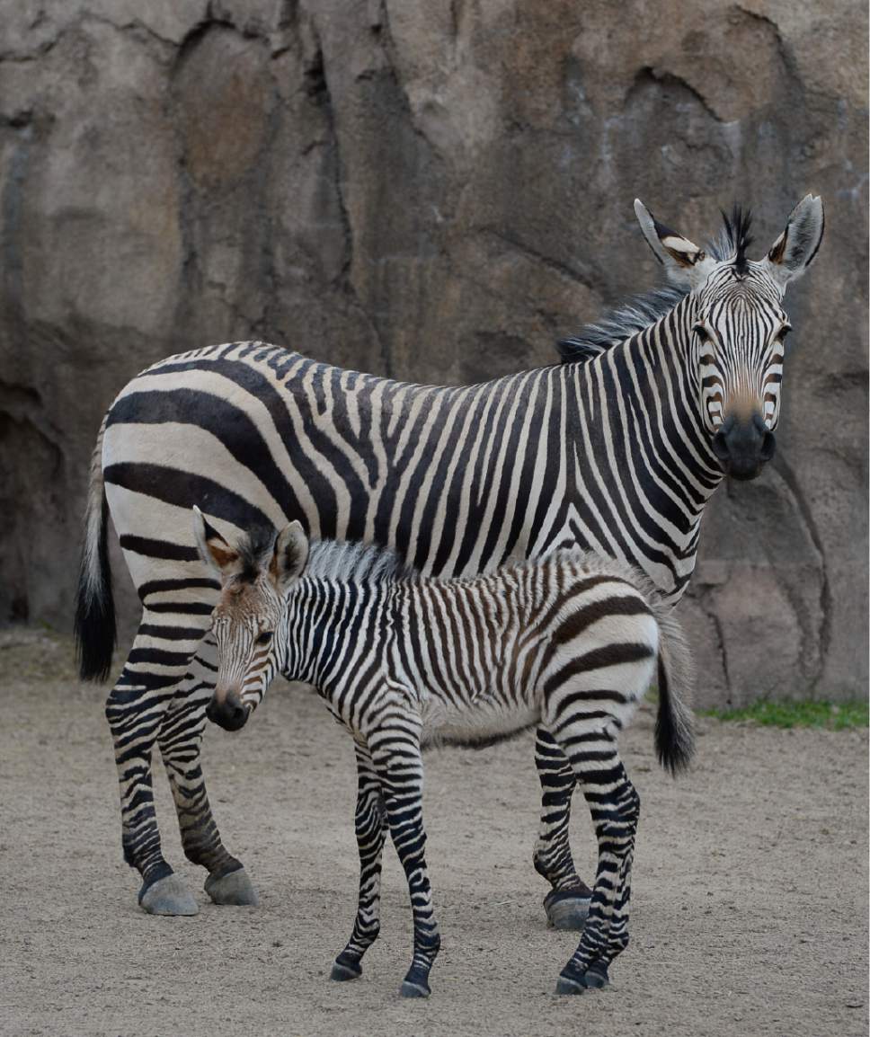 Francisco Kjolseth  |  The Salt Lake Tribune
Utah's Hogle Zoo introduces their new baby zebra. Born April 11, the little striped gal has been bonding with mom, Zoey. Yet to be named, she weighs roughly 87 pounds and is the first Hartmann's Mountain Zebra ever born at Utah's Hogle Zoo. Weather permitting visitors can get a glimpse 2 hours a day as staff tries to keep the stress levels low on the protective mother.
