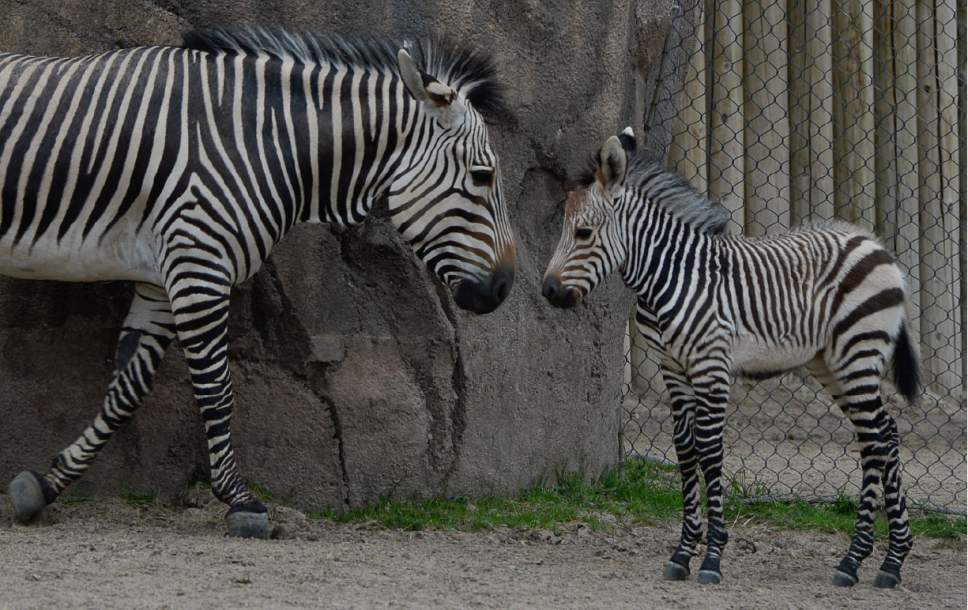Francisco Kjolseth  |  The Salt Lake Tribune
Utah's Hogle Zoo introduces their new baby zebra. Born April 11, the little striped gal has been bonding with mom, Zoey. Yet to be named, she weighs roughly 87 pounds and is the first Hartmann's Mountain Zebra ever born at Utah's Hogle Zoo. Weather permitting visitors can get a glimpse 2 hours a day as staff tries to keep the stress levels low on the protective mother.