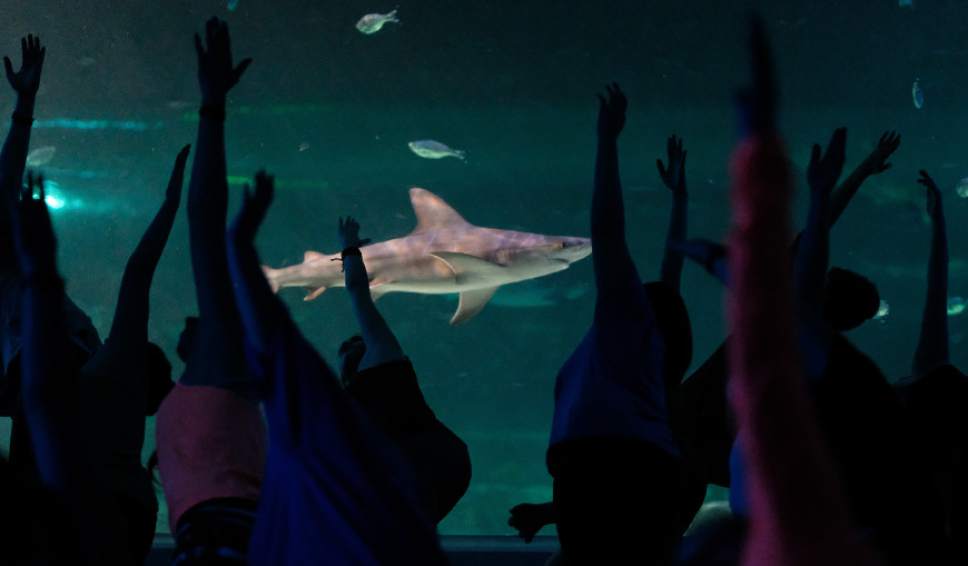 Francisco Kjolseth  |  The Salt Lake Tribune
Loveland Living Planet Aquarium in Draper hosts a yoga class for 88 people in front of the 300,000-gallon shark tank in January.  Yoga With the Sharks is held the first Monday of each month. The aquarium also offers yoga in the rainforest is the third Saturday of alternating months.