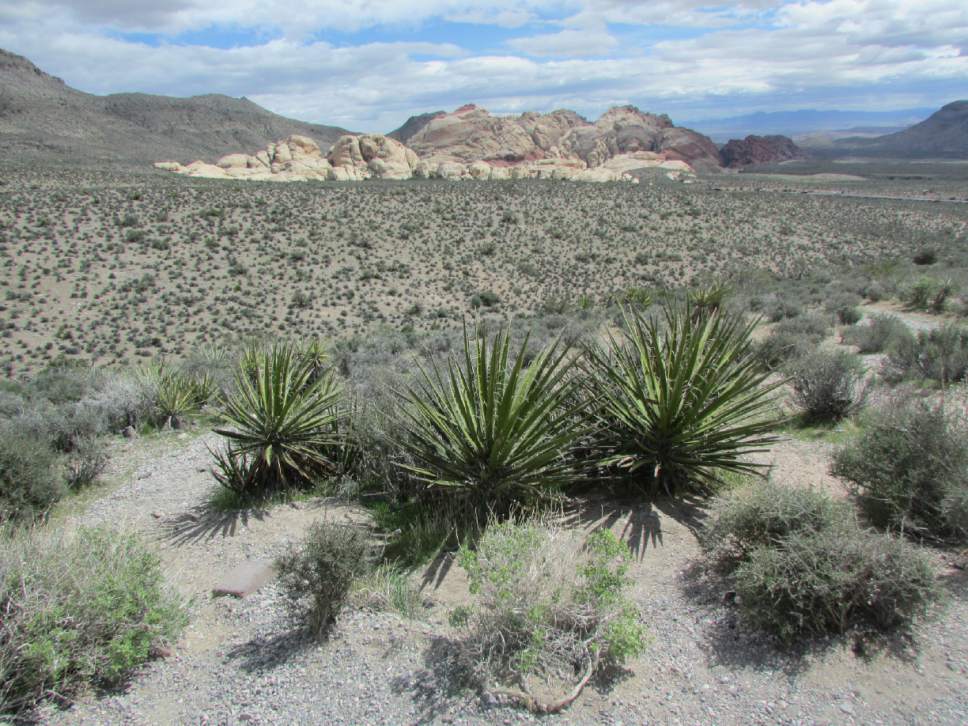 Tom Wharton | Special to The Tribune

Red Rock Canyon National Conservation Area is a beautiful and well-loved 195,819-acre area, which can be seen from parts of the Vegas strip.