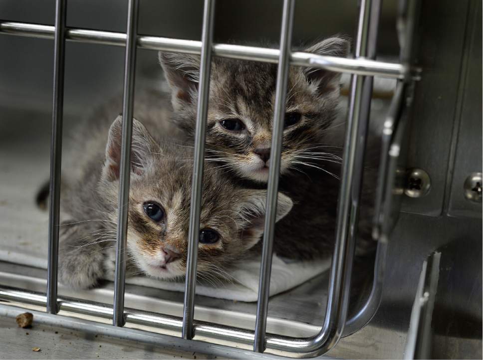 Scott Sommerdorf | The Salt Lake Tribune
Litter mates "Xanadu" and "Battleship" look out from inside their cage at the Best Friends Animal Society-Utah has a goal save 1,500 kittens this year in their newly reopened kitten nursery, Sunday, May 7, 2017. Newborn kittens are among the most at-risk animals entering local shelters.