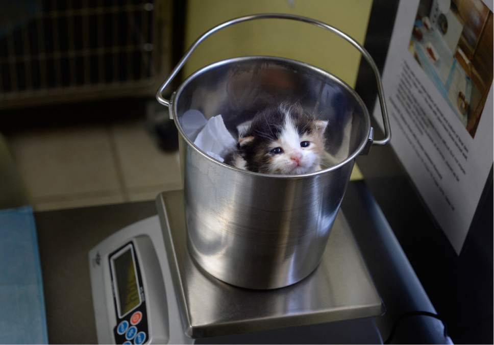 Scott Sommerdorf | The Salt Lake Tribune
"Kate Moss" - one a litter of kittens given supermodel names, is weighed prior to feeding at the Best Friends Animal Society-Utah's newly reopened kitten nursery, Sunday, May 7, 2017. Kate weighed in at a little under 300 grams.