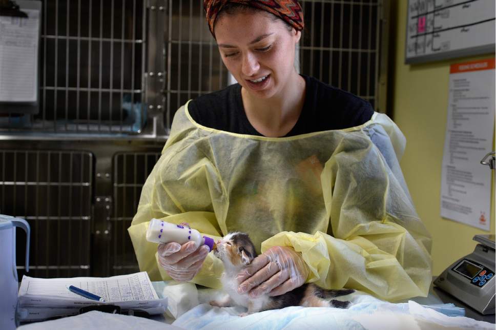Scott Sommerdorf | The Salt Lake Tribune
Denise Himes feeds "Kate Moss" with a syringe at the Best Friends Animal Society-Utah's newly reopened kitten nursery, Sunday, May 7, 2017. The kitten is one a litter of kittens given supermodel names,