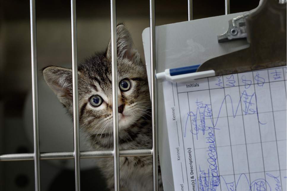 Scott Sommerdorf | The Salt Lake Tribune
"Kilkenny" looks out from inside his cage at the Best Friends Animal Society-Utah's newly reopened kitten nursery, Sunday, May 7, 2017.