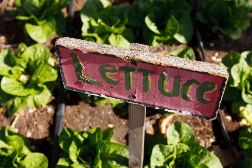 Trent Nelson  |  The Salt Lake Tribune
Two Utah non-profits are gearing up for annual plant sales offering gardeners heirloom tomatoes, vegetable starts, herbs, flowers and water-wise plants.