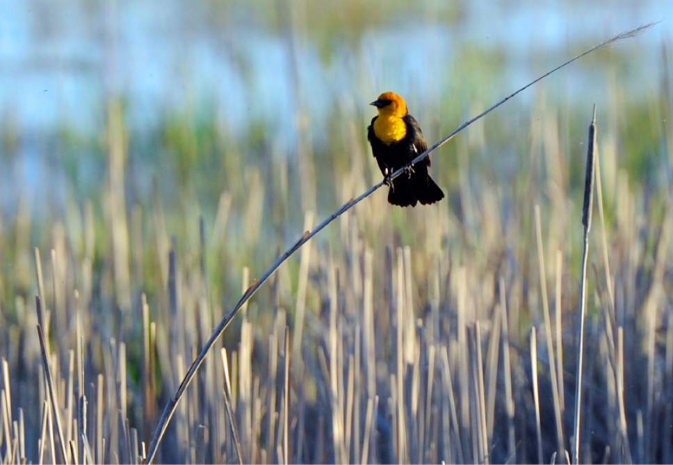Sarah A. Miller | Tribune file photo
A yellow-headed bBlackbird sits on a reed along side the new education area trail system at Farmington Bay WMA during a walking tour as part of the 2011 Great Salt Lake Bird Festival. The 2017 festival opens May 18. More info at www.GreatSaltLakeBirdFest.com.