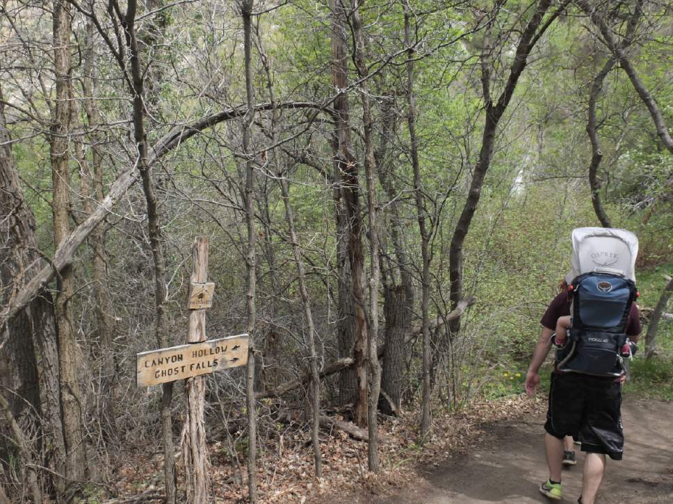 Nate Carlisle  |  The Salt Lake Tribune


A hiker with a baby on his back passes a sign for Ghost Falls as he hikes the Canyon Hollow Trail on May 6, 2017.