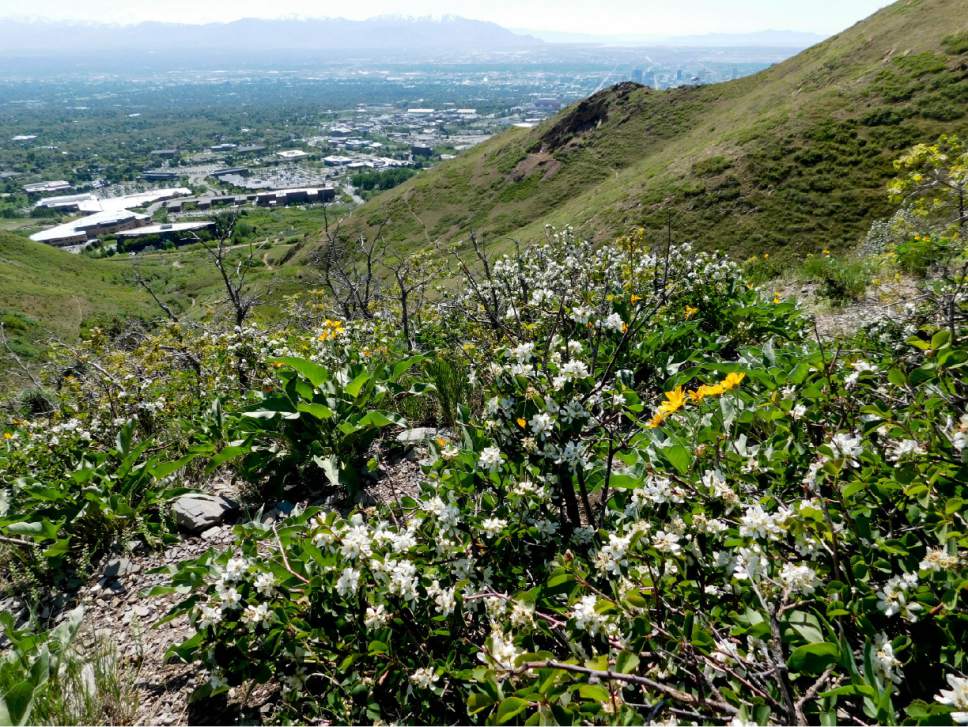 Erin Alberty  |  The Salt Lake Tribune


Blossoms smother serviceberry shrubs May 9, 2017 along the Living Room trail in Salt Lake City.