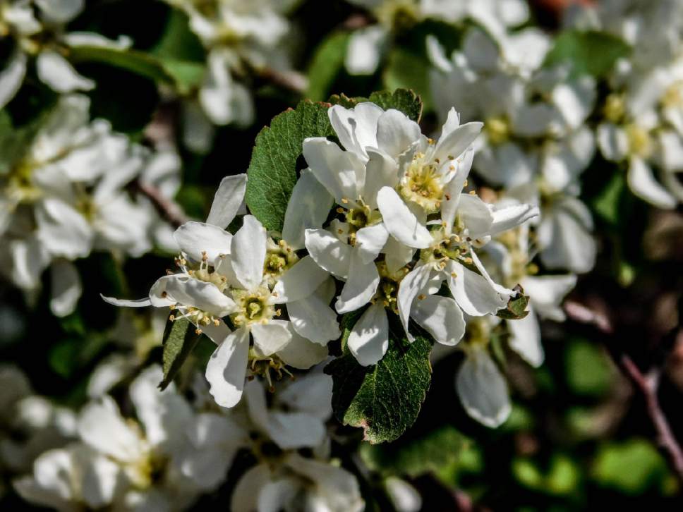 Erin Alberty  |  The Salt Lake Tribune


Blossoms smother serviceberry shrubs May 9, 2017 along the Living Room trail in Salt Lake City.