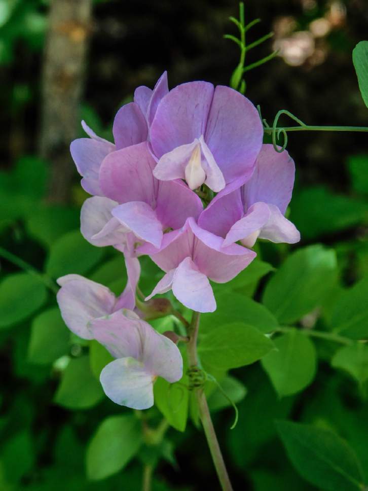Erin Alberty  |  The Salt Lake Tribune


A sweet pea blossom rests gracefully in the shade May 9, 2017 along the Living Room trail in Salt Lake City.