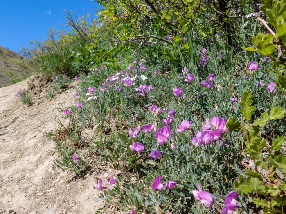 Erin Alberty  |  The Salt Lake Tribune


Sweetvetch blossoms cluster May 9, 2017 along the Living Room trail in Salt Lake City.