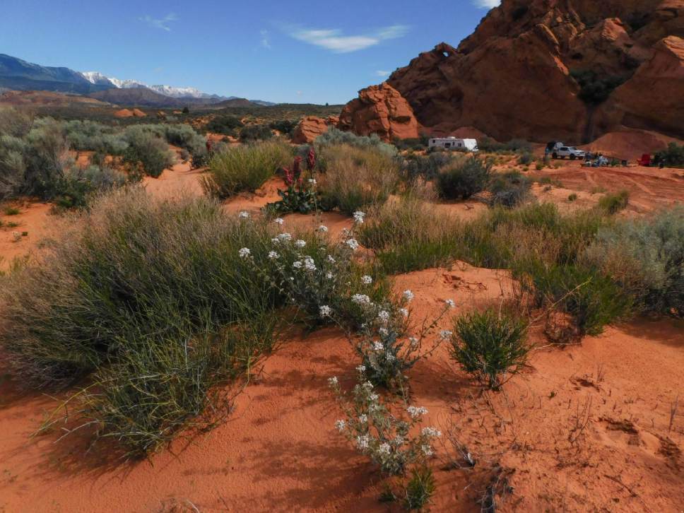 Erin Alberty  |  The Salt Lake Tribune 

Desert wildflowers bloom April 2, 2017 while a family camps nearby at Sand Cove Primitive Campground on April 1, 2017 in the Red Cliffs Desert Reserve near Leeds.