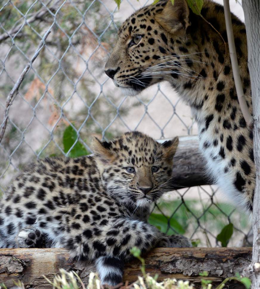 Al Hartmann  |  The Salt Lake Tribune
Rafferty, one of two critically endangered Amur Leopard cubs born Feb. 17 at Utah's Hogle Zoo, stays close to his mother, Zeya, on his first day out in public Thursday.  Experts estimate only 60 leopards remain in the wild.
Rafferty and his brother, Roman, have been bonding with mom and learning the basics of climbing and jumping. Zeya is doing a great job - she's nurturing and fiercely protective of her two cubs.