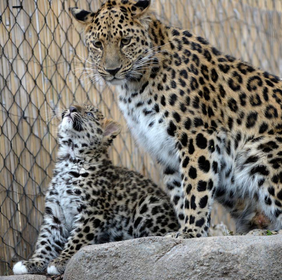 Al Hartmann  |  The Salt Lake Tribune
Rafferty, one of two critically endangered Amur Leopard cubs born Feb. 17 at Utah's Hogle Zoo, stays close to his mother, Zeya, on his first day out in public Thursday. Experts estimate only 60 leopards remain in the wild.
Rafrerty and his brother, Roman, have been bonding with mom and learning the basics of climbing and jumping. Zeya is doing a great job - she's nurturing and fiercely protective of her two cubs.