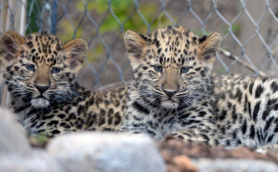 Al Hartmann  |  The Salt Lake Tribune
Roman, left, and Raferty, two critically endangered Amur Leopard cubs born at Hogle Zoo Feb. 17 take a rest after playing together and exploring their new outdoor home on the first day out in public Thursday May 18.   Experts estimate only 60 leopards remain in the wild.
Rafrerty and Roman have been bonding with mom, Zeya, and learning the basics of climbing and jumping. Zeya is doing a great job - she's nurturing and fiercely protective of her two cubs.