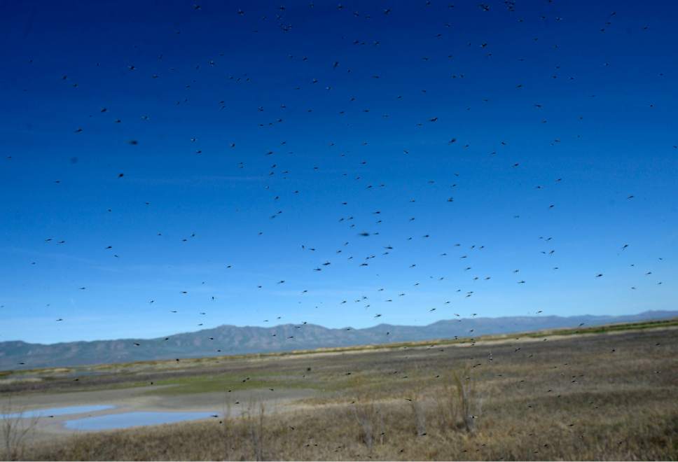 Al Hartmann  |  The Salt Lake Tribune
 Midges fill the air, part of the diet of many of the birds, at the Bear River Migratory Bird Refuge west of Brigham City.
