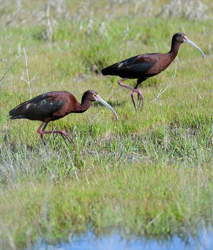 Al Hartmann  |  The Salt Lake Tribune
White-faced Ibis are pictured wading on the edge of the shallow water recently at the Bear River Migratory Bird Refuge west of Brigham City.