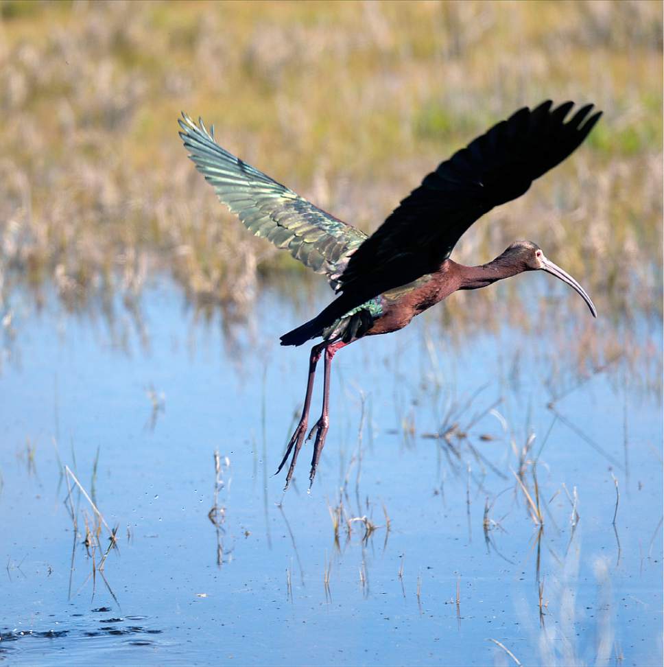 Al Hartmann  |  The Salt Lake Tribune
May is a time when nearly all of the breeding bird species like this white-faced Ibis are present on the Bear River Migratory Bird Refuge west of Brigham City.