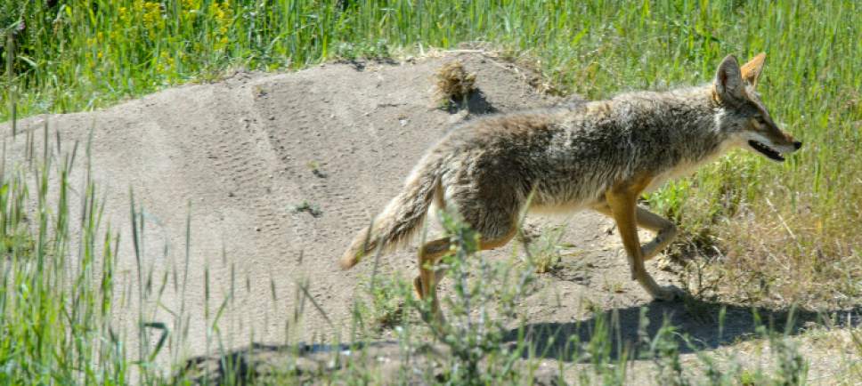 Steve Griffin  |  The Salt Lake Tribune



A coyote hunts for rodents in the I Street Bike Park near Hilltop Road in Salt Lake City Monday May 22, 2017.