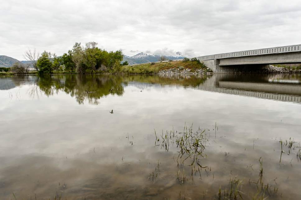 Trent Nelson  |  The Salt Lake Tribune
The flooded banks of the Bear River, near Corinne, Friday May 19, 2017.