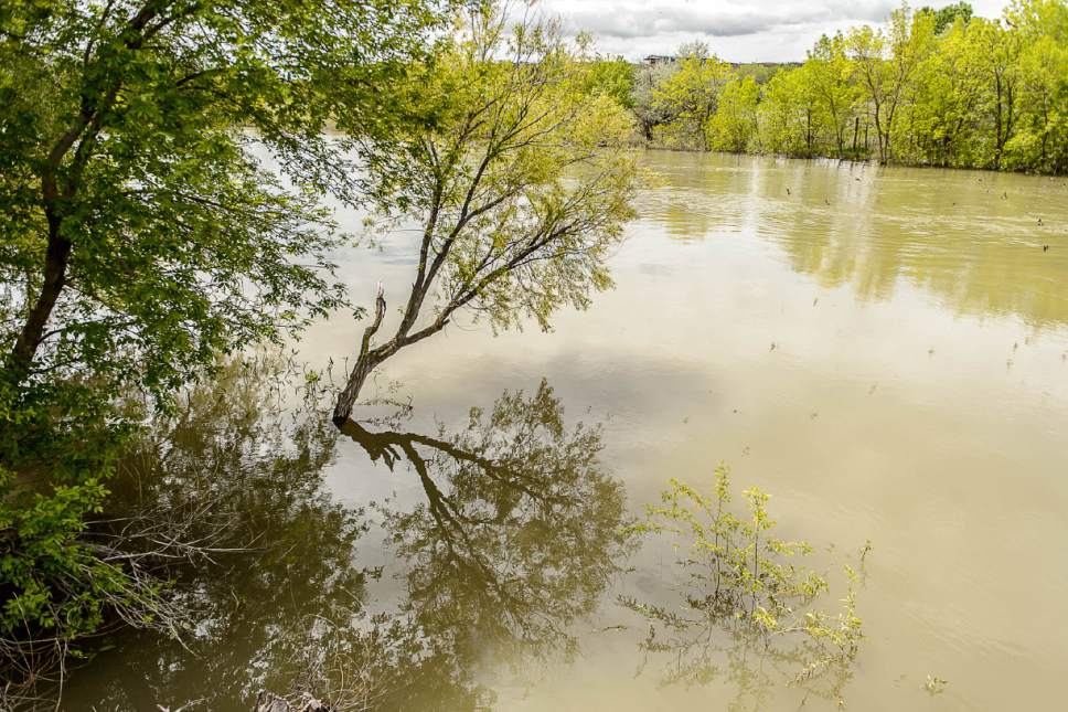 Trent Nelson  |  The Salt Lake Tribune
The swollen flow of the Bear River, west of Deweyville, Friday May 19, 2017.