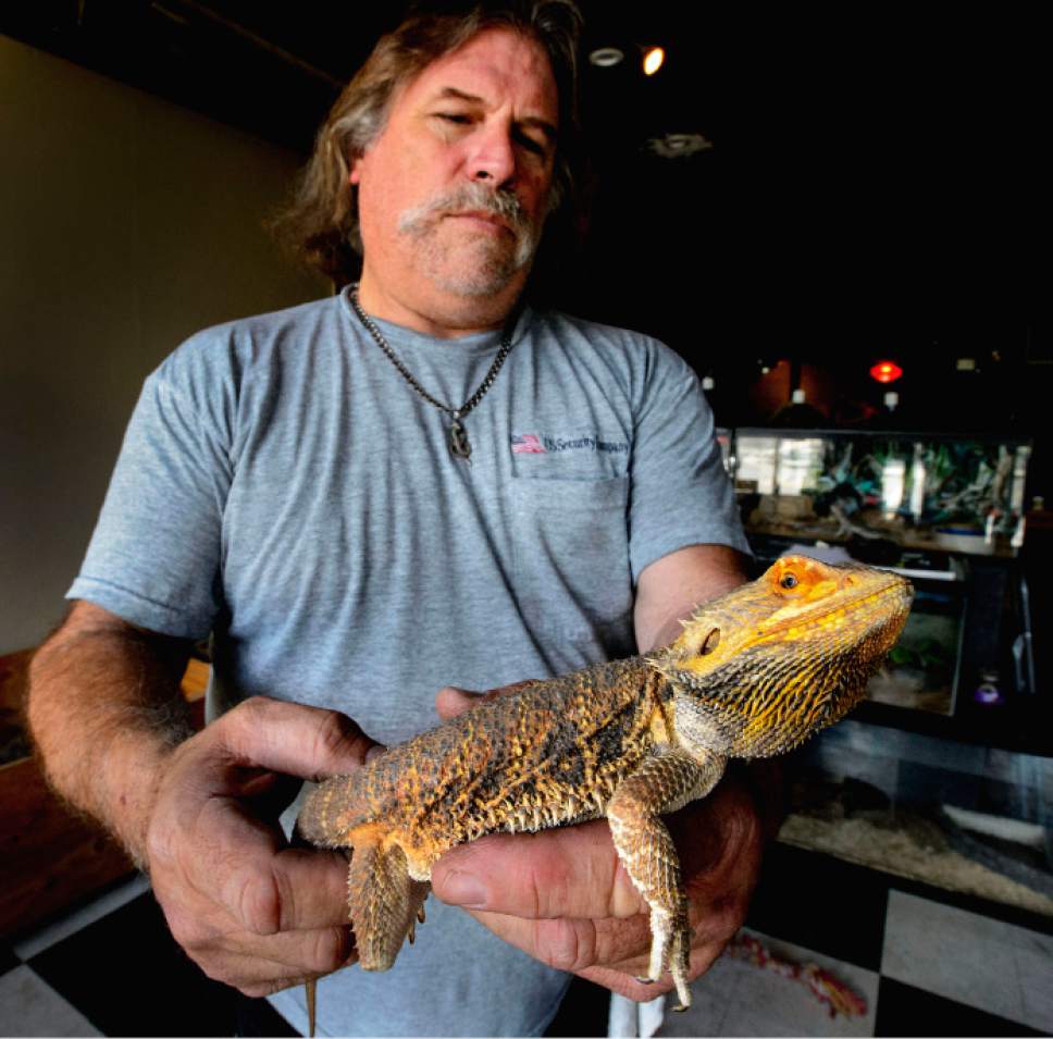 Steve Griffin  |  The Salt Lake Tribune

Jim Dix holds a rescued bearded dragon in his Reptile Rescue Service on Main Street in Magna Thursday May 25, 2017.