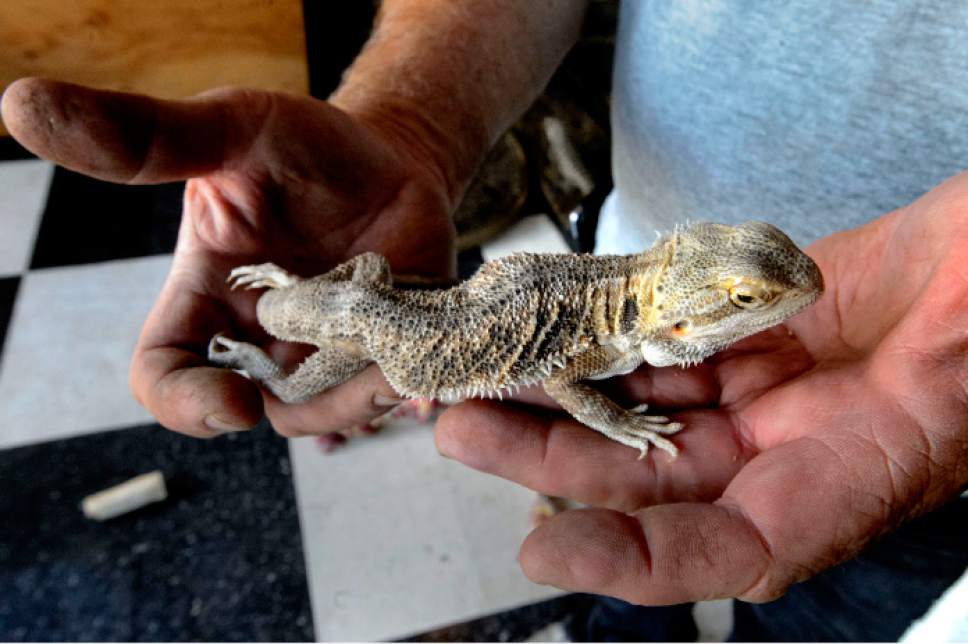Steve Griffin  |  The Salt Lake Tribune

Jim Dix holds a rescued bearded dragon with a spine deformity in his Reptile Rescue Service on Main Street in Magna Thursday May 25, 2017.