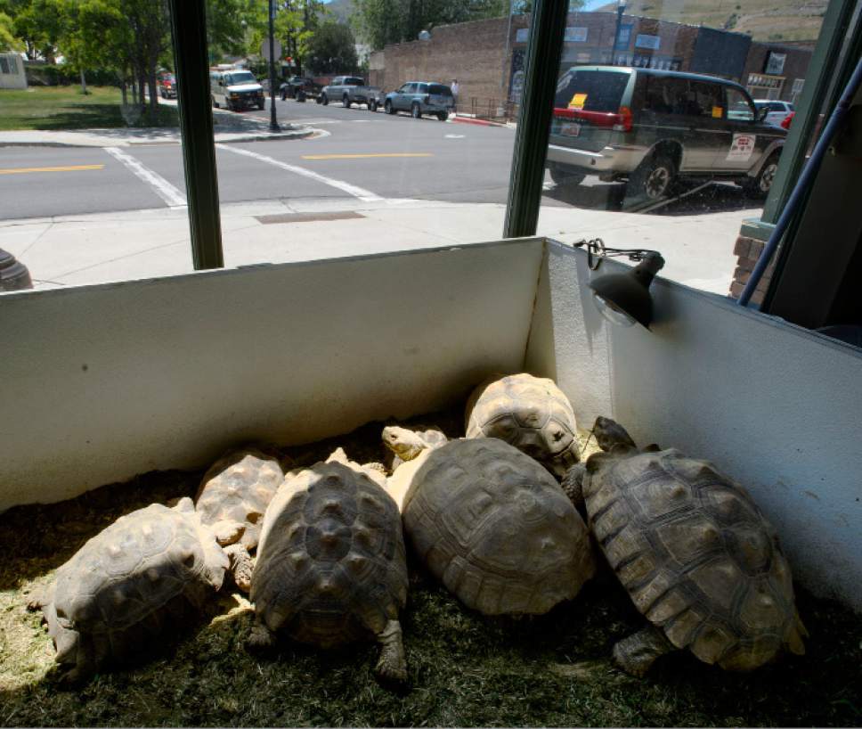 Steve Griffin  |  The Salt Lake Tribune

African spurred-thighed tortoises bask in the afternoon sun as it streams into Jim Dix's Reptile Rescue Service on Main Street in Magna Thursday May 25, 2017.
