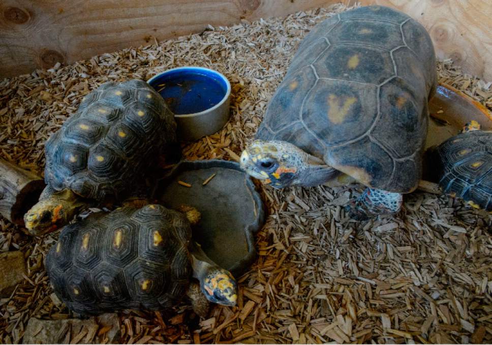 Steve Griffin  |  The Salt Lake Tribune

Red-foot tortoises in Jim Dix's Reptile Rescue Service on Main Street in Magna Thursday May 25, 2017.