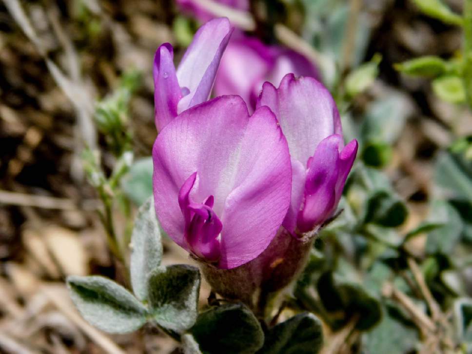 Erin Alberty  |  The Salt Lake Tribune


Astragalus, or milkvetch, blooms May 9, 2017 along the Living Room trail in Salt Lake City.