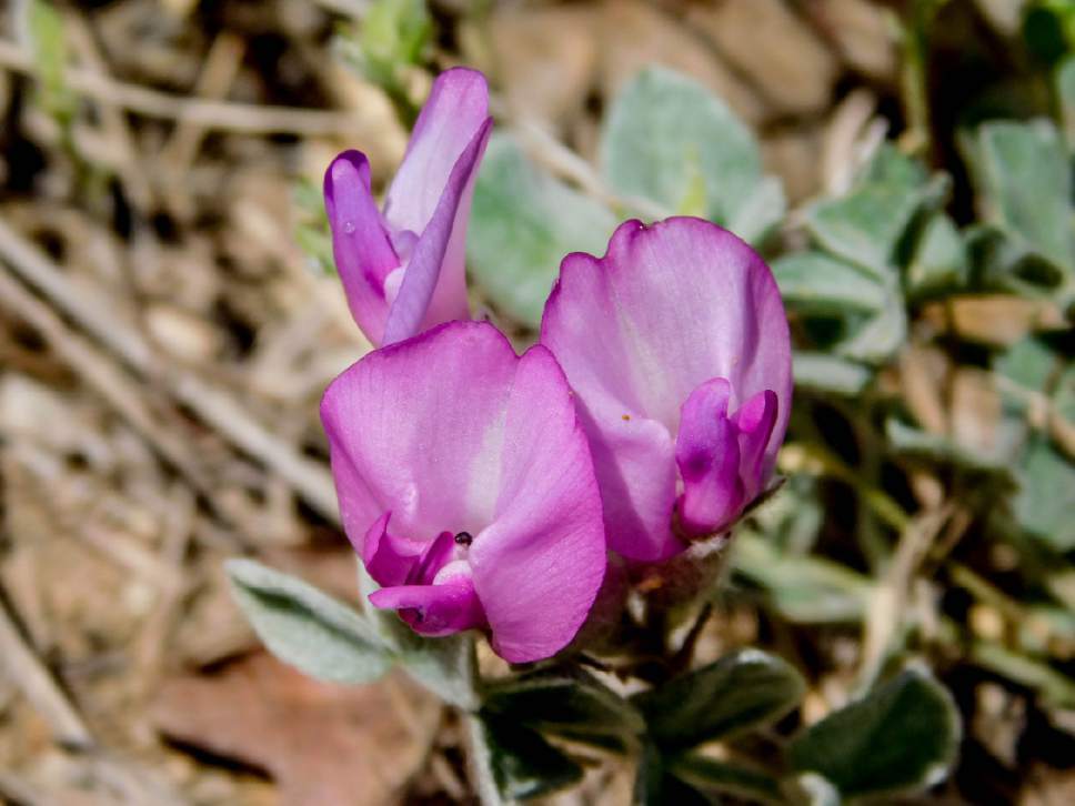 Erin Alberty  |  The Salt Lake Tribune


Astragalus, or milkvetch, blooms May 9, 2017 along the Living Room trail in Salt Lake City.