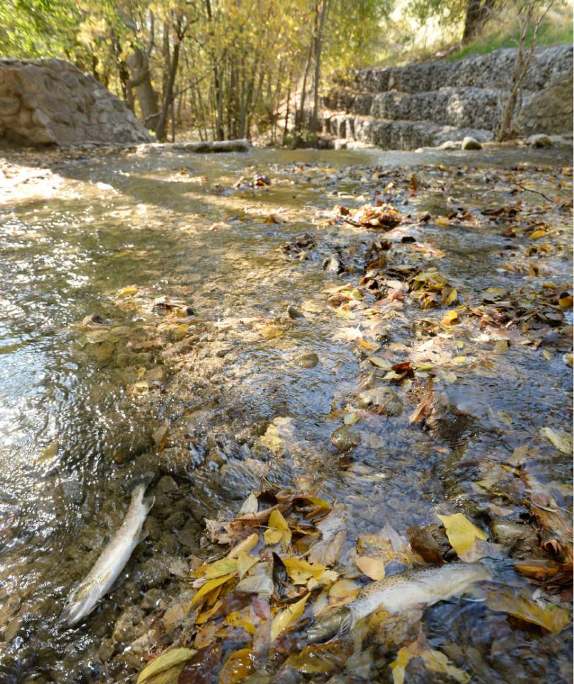 Al Hartmann  |  The Salt Lake Tribune
Dead trout lies in the shallows of City Creek about 400 yards north of Memory Grove Park Thursday Oct. 22.  The dead trout ranged from a couple inches to nearly 12 inches in length.