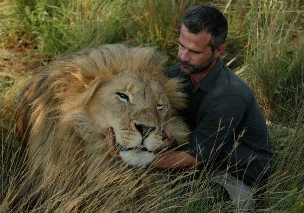 South Africa's 'lion whisperer' gets up close with big ...