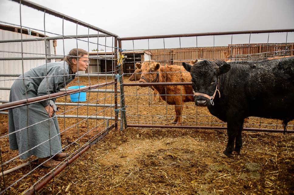Trent Nelson  |  The Salt Lake Tribune
Lori Barlow with some of her cattle in Colorado City, Ariz., Tuesday May 9, 2017.