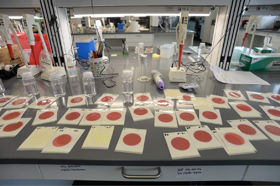 Francisco Kjolseth | The Salt Lake Tribune
Samples of coliform testing in milk are studied at the new Department of Agriculture and Food in Taylorsville. The new building also houses the office of the Medical Examiner and the Department of Public Safety.