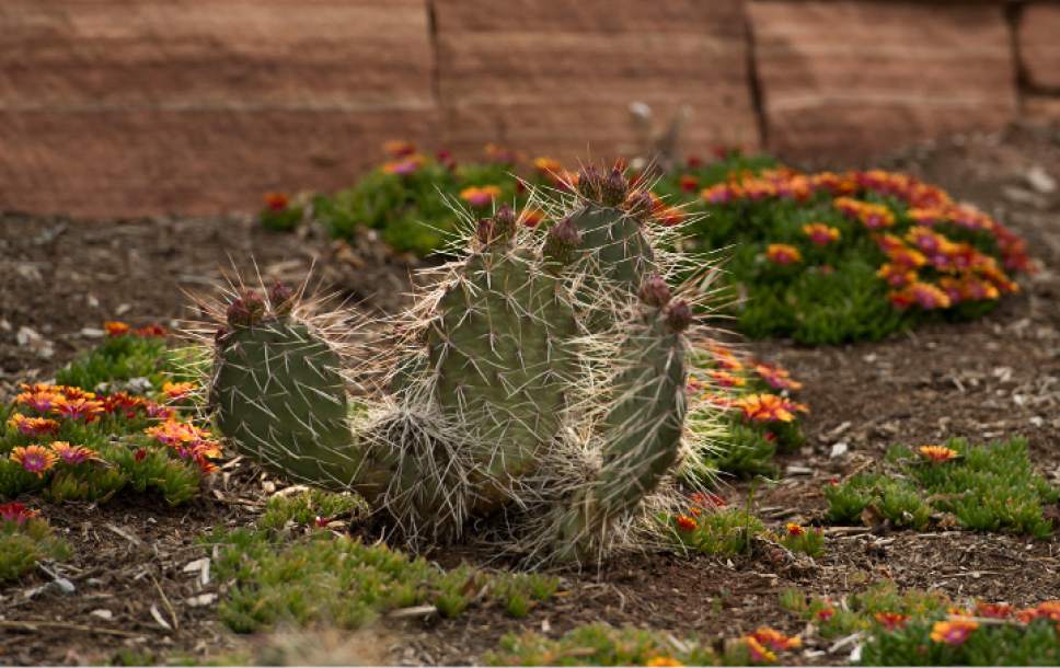 Leah Hogsten  |  The Salt Lake Tribune
Grizzly Bear Prickly Pear creates shade with a dense armament of spines; zones 4-9. Red Butte Garden's new Water Conservation Garden is designed to demonstrate that beautiful gardens do not require heavy applications of water.