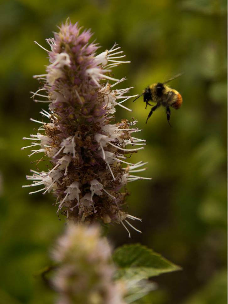 Leah Hogsten  |  The Salt Lake Tribune
A bumblebee visits horsemint, a pale lavender colored, fragrant flowers that attract bees and butterflies; zones 3-10, in Red Butte Garden's new Water Conservation Garden.