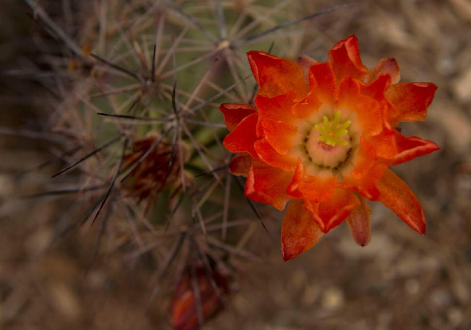 Leah Hogsten  |  The Salt Lake Tribune
Scarlet hedgehog cactus' bright orange flowers attract hummingbirds; in zones 8-11 at  Red Butte's new Water Conservation Garden.
