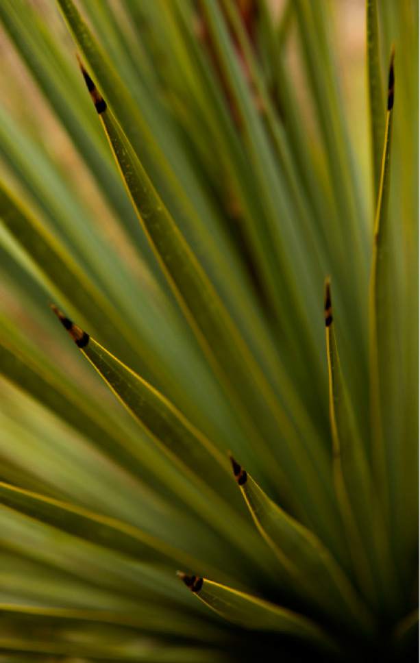 Leah Hogsten  |  The Salt Lake Tribune
Beaked yucca, originally from southern Texas has taproots that are able to reach deep water supplies. Located in Zones 7-11, for sun and drought-tolerant. plants at Red Butte's new Water Conservation Garden.