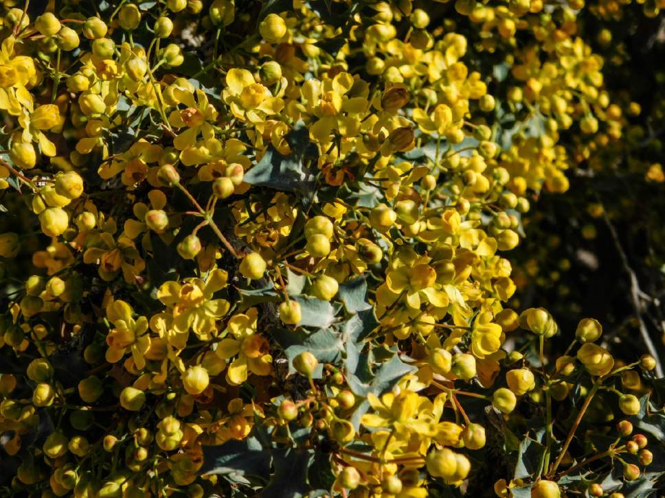 Erin Alberty  |  The Salt Lake Tribune


Utah Holly blooms April 2, 2017, near the Mojave Desert Joshua Tree Road Scenic Backway south of Shivwits.
